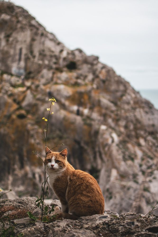 Рыжий в Симеизе