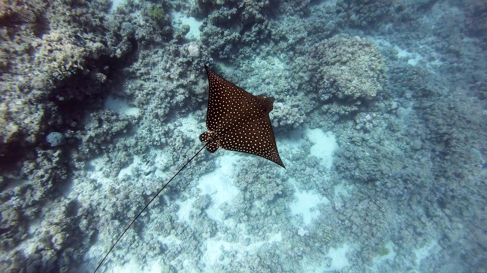 Photograph by Мария Берёзка