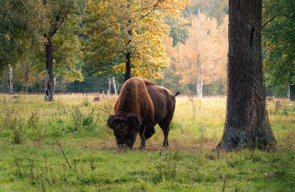 Photograph by Максим Мозжухин
