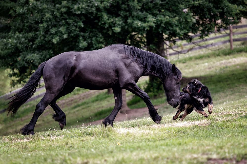 Photograph by Aurency Cremello