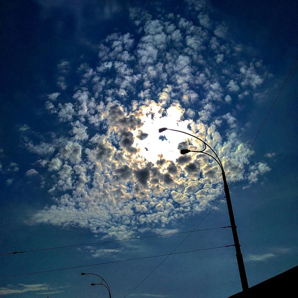 Cloud dandelion.