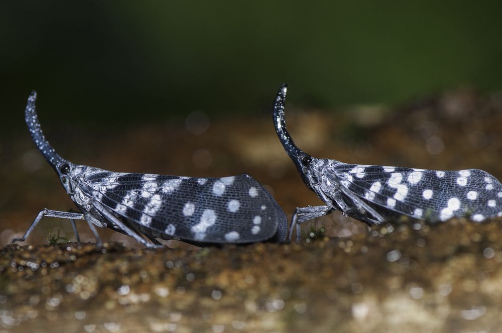 Photograph by Chamara Sulakkhana Polwatta Siriyalage