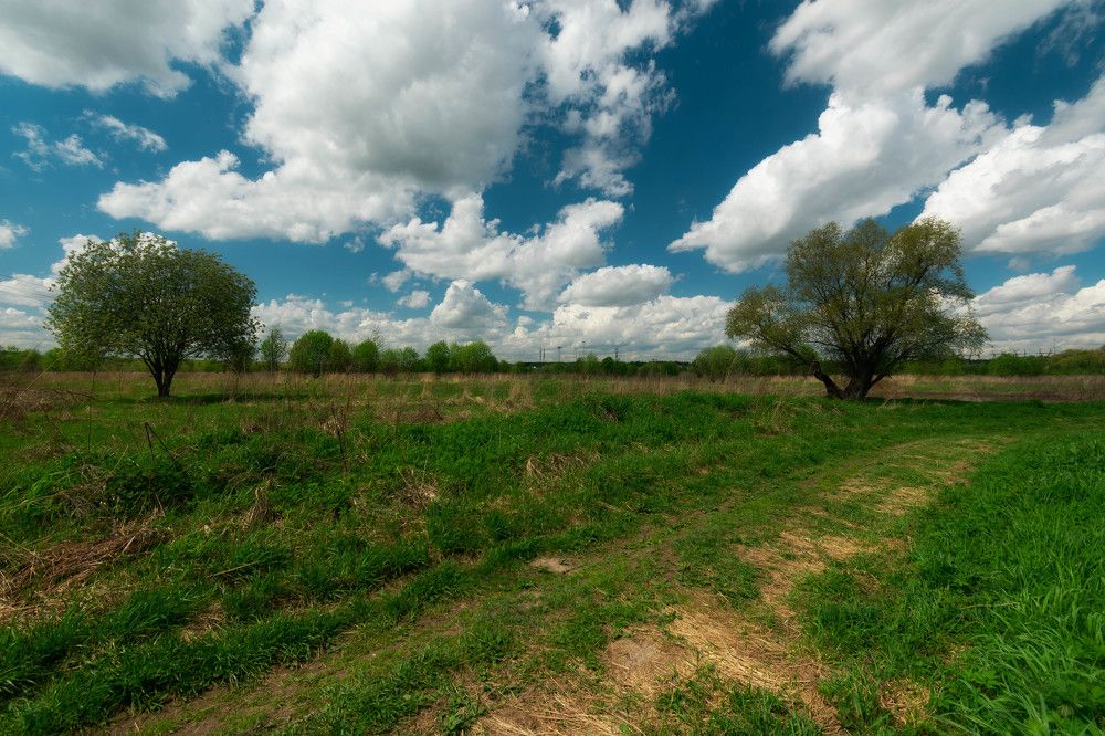 облака и деревья