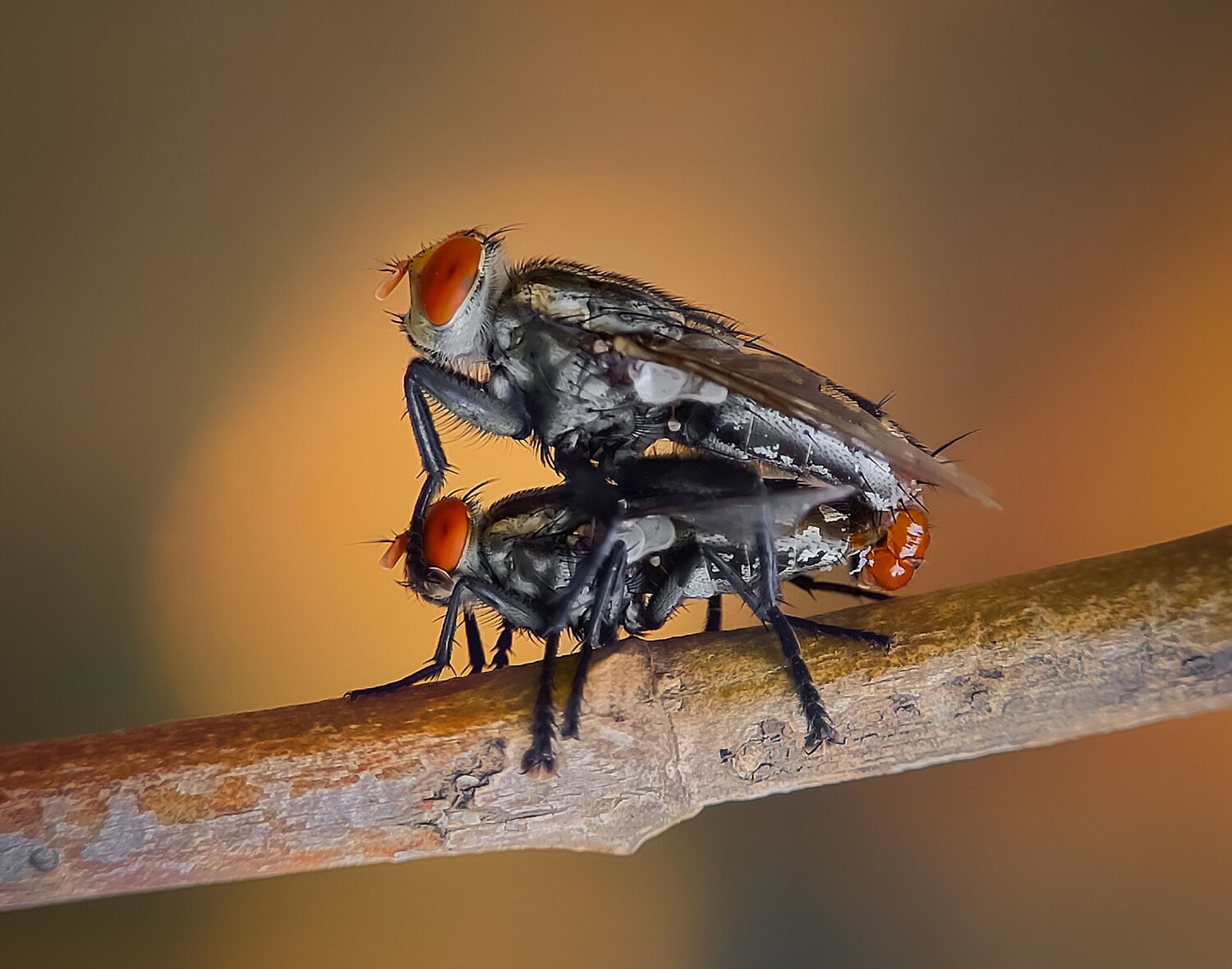 Fly mating