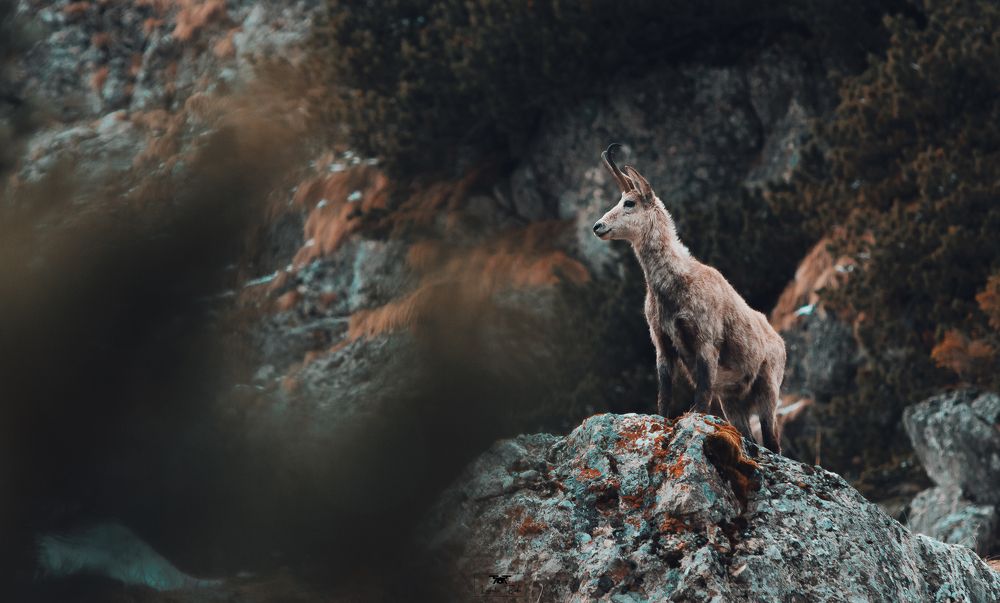 Photograph by Barbu Laurentiu