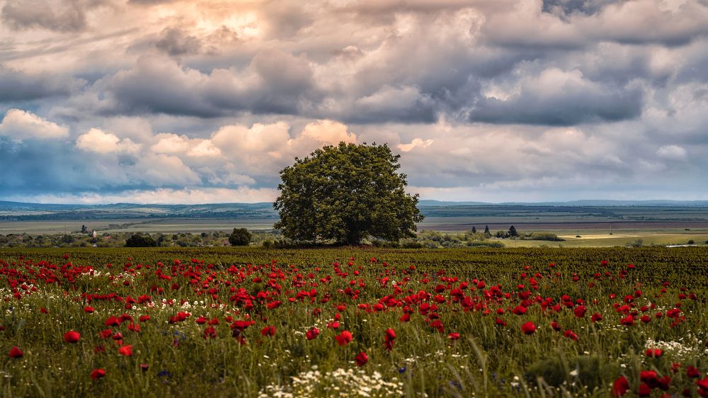 Alone among poppies