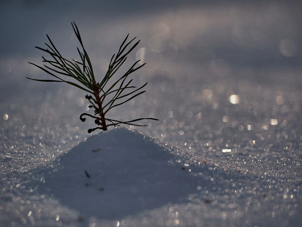 Фотография автора Игорь Игоревич