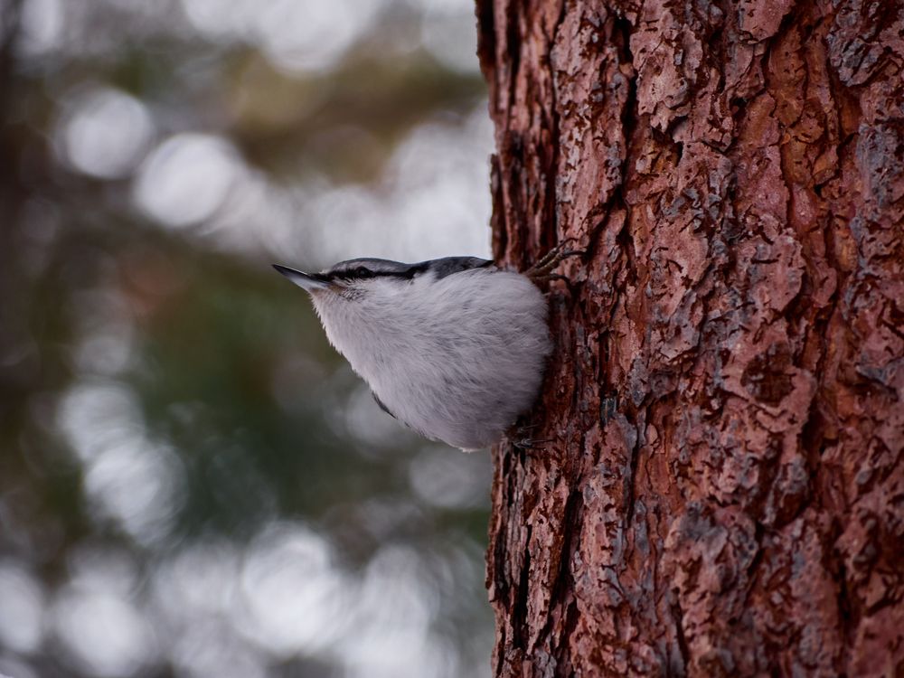 Фотография автора Игорь Игоревич