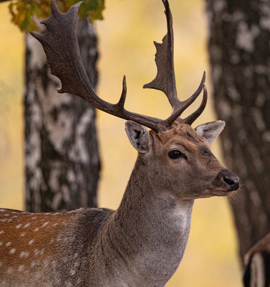 Фотография автора Юрий Чернов