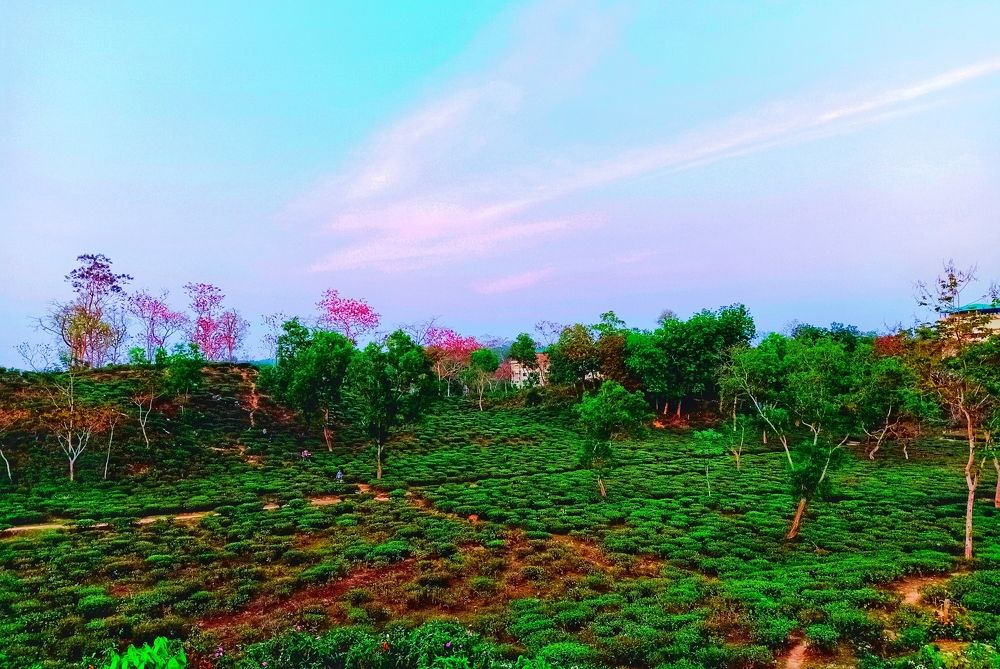 Tarapur Tea Estate