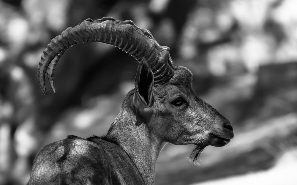 Фотография автора Vignesh Ramachandran