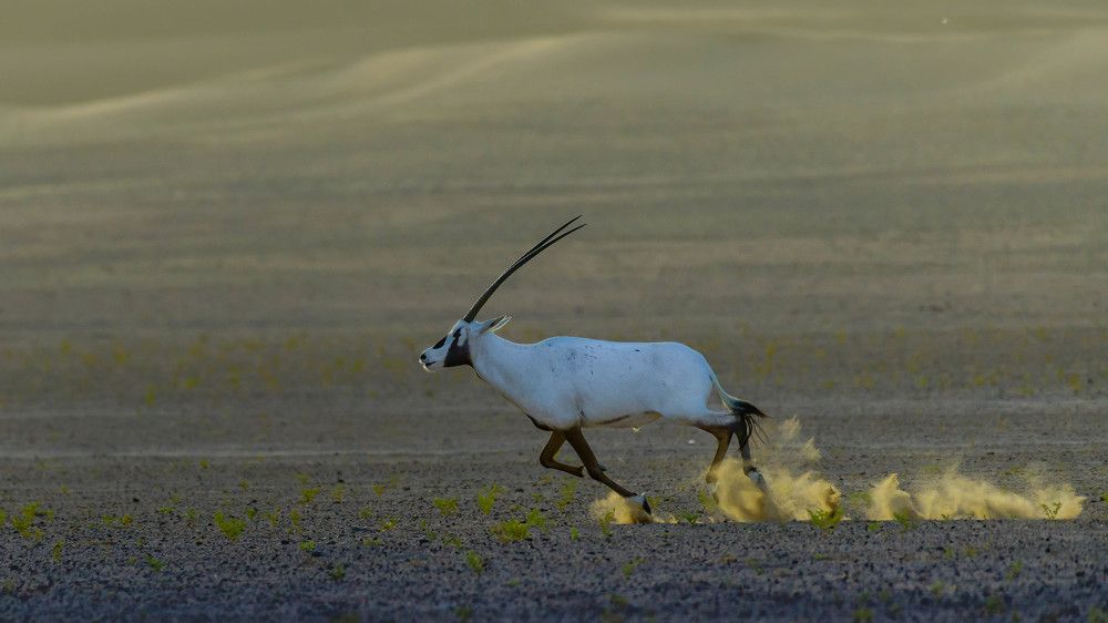 Фотография автора Vignesh Ramachandran