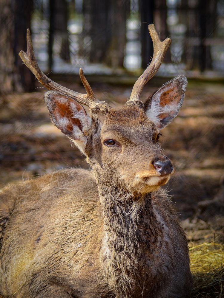 Photograph by Сергей Глухарев