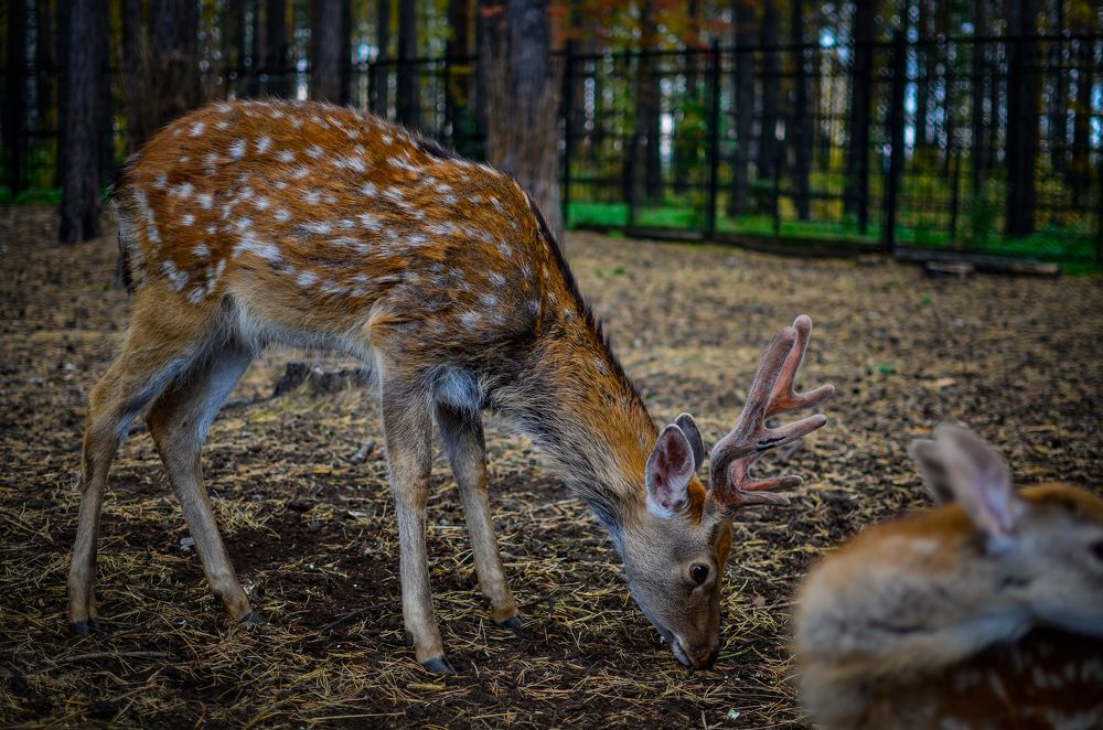 Photograph by Сергей Глухарев