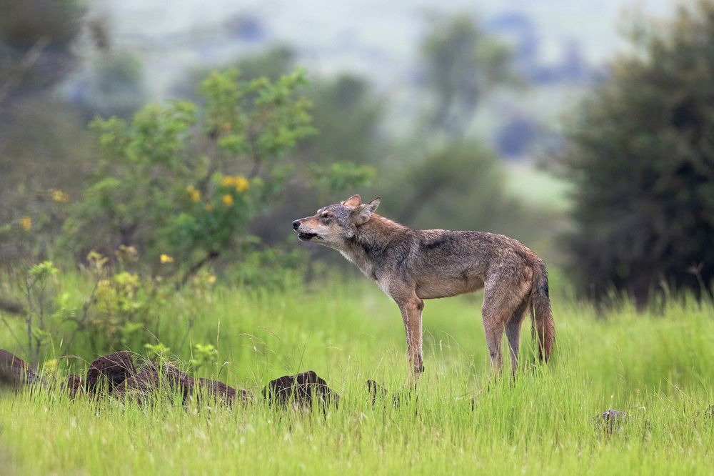 Photograph by pravin jagtap