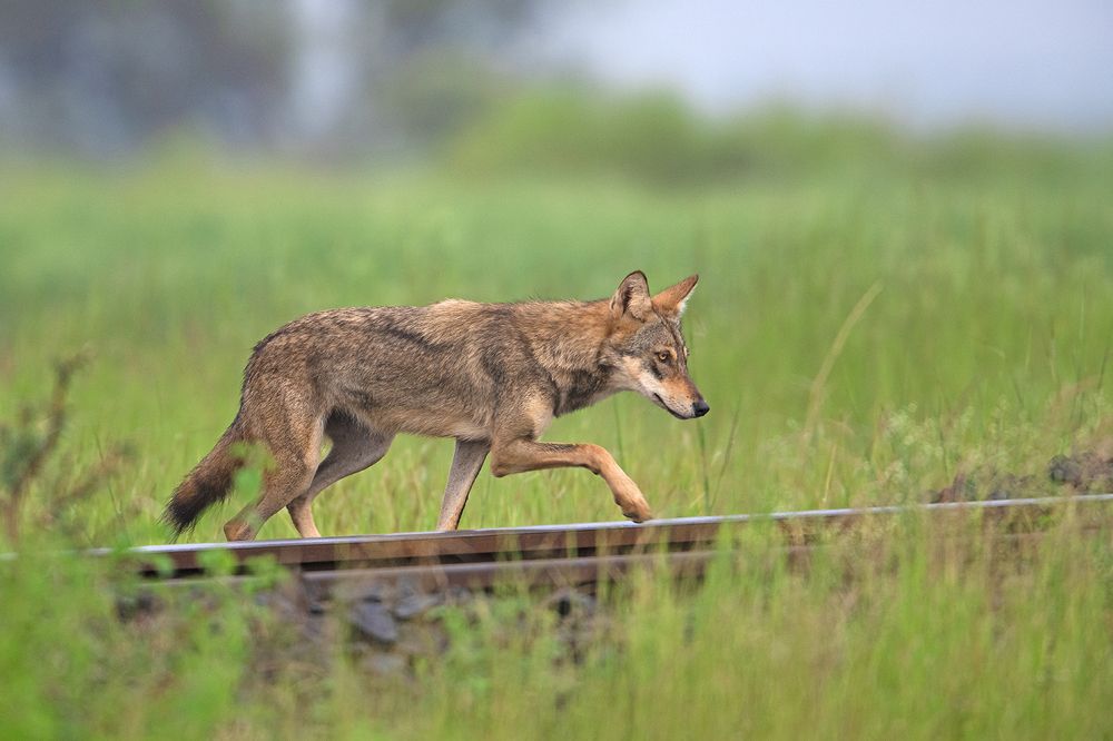 Photograph by pravin jagtap