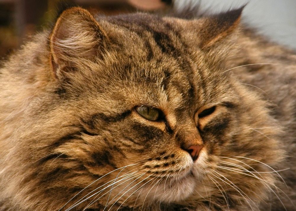 Фотография автора Гоголев Игорь