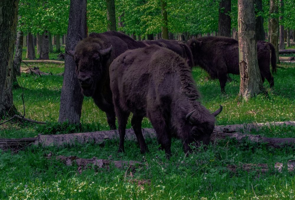 Photograph by Ковалев Николай