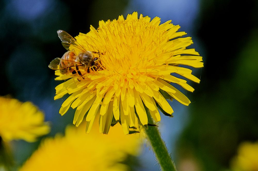 Photograph by маргиз Сафаров