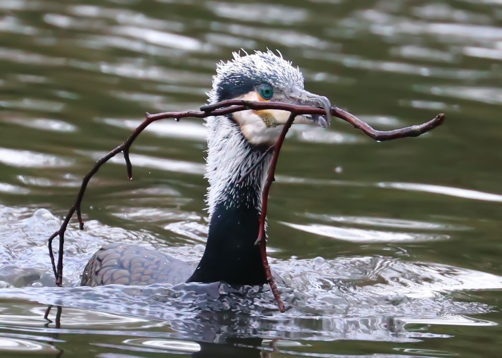 Photograph by Ambi Puvi