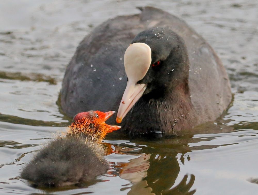 Photograph by Ambi Puvi