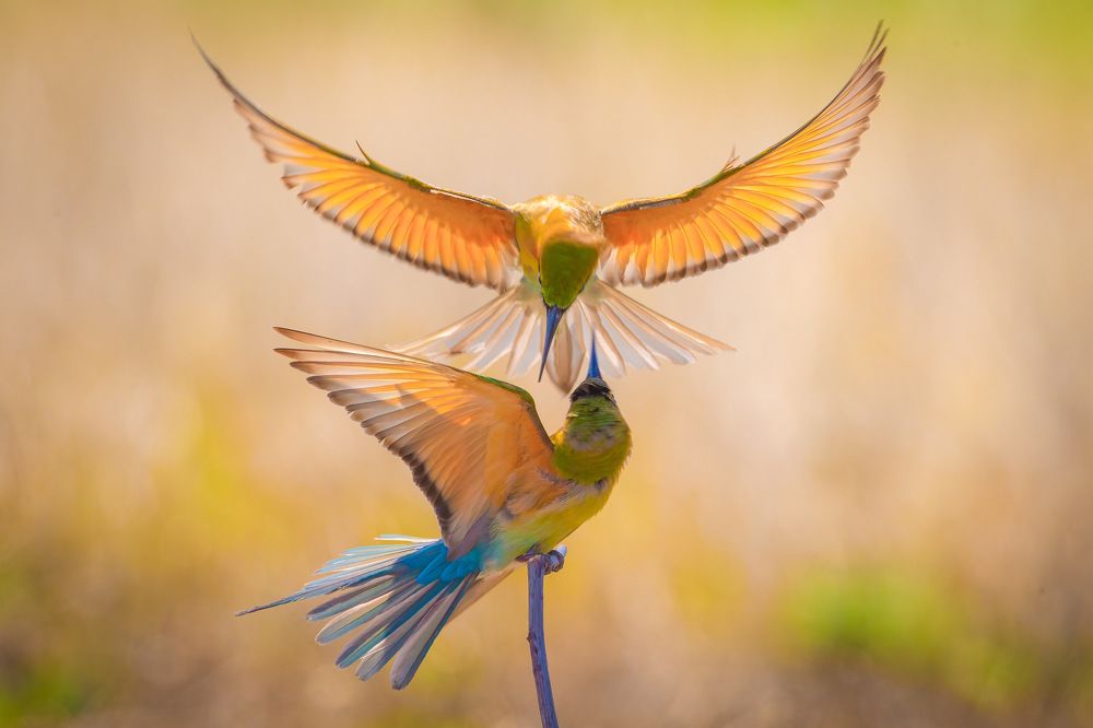 Photograph by Rin Võ