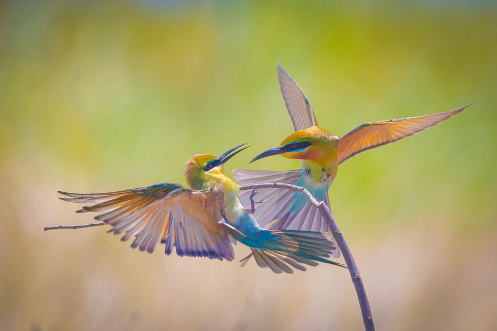 Photograph by Rin Võ