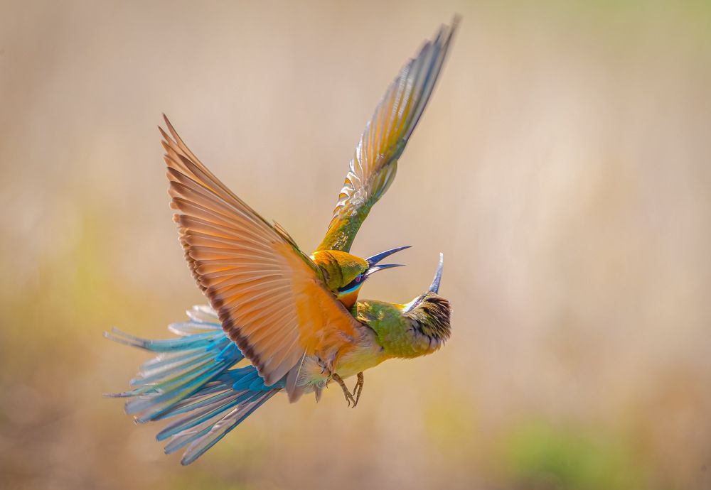 Photograph by Rin Võ