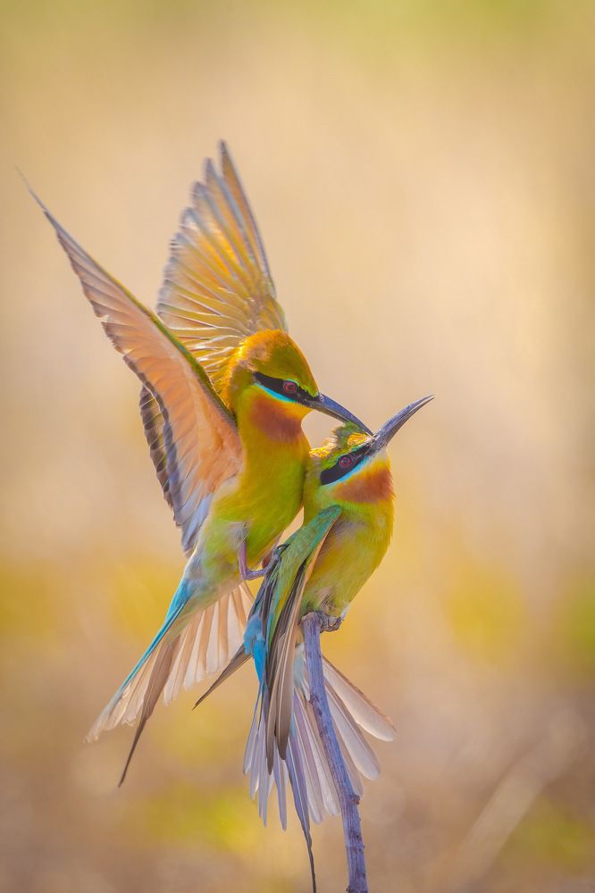 Photograph by Rin Võ