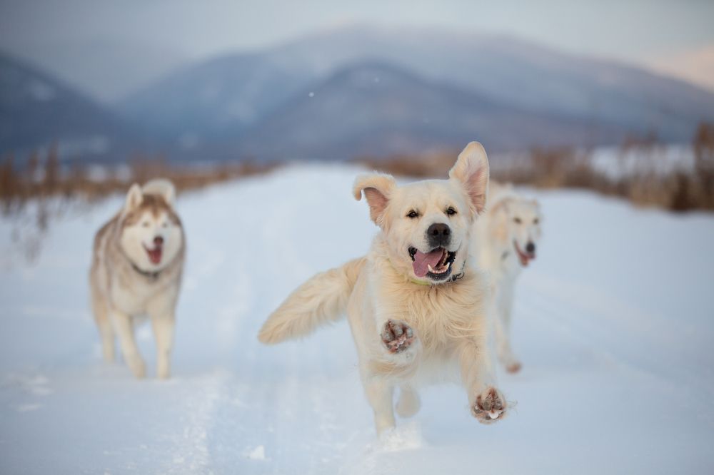 Photograph by Анастасия Чернявская
