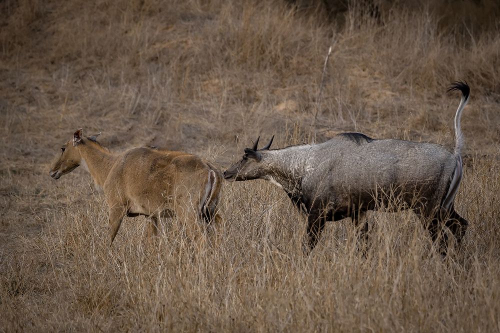 Photograph by k Ravi Reju