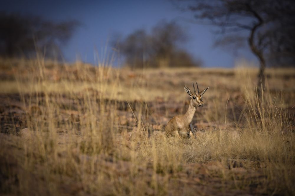 Photograph by k Ravi Reju