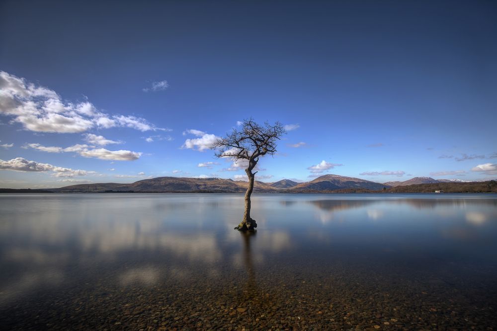 Lone tree