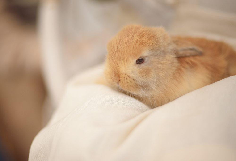 Photograph by Екатерина Ваколюк