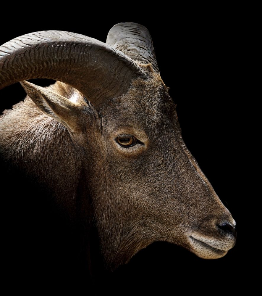 Фотография автора Raed Victor Saad