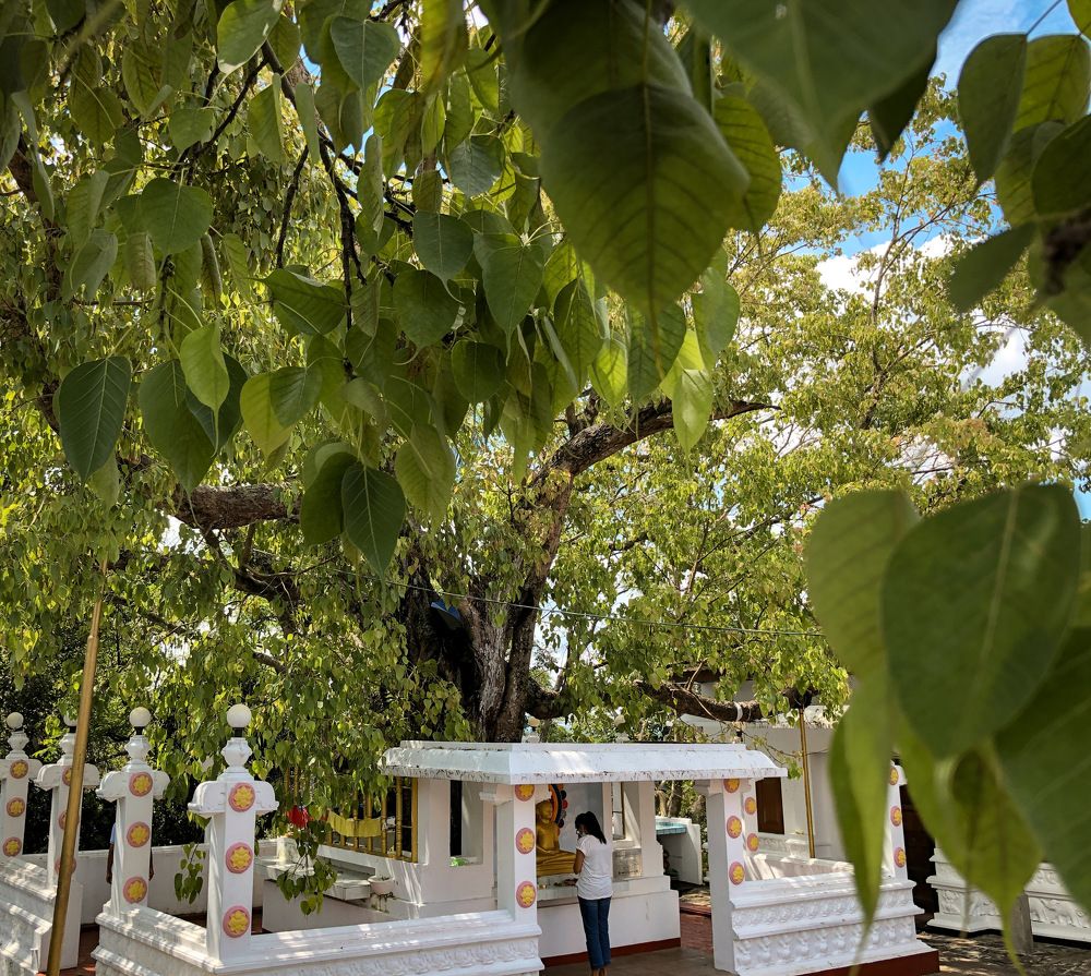 Peaceful shrine, Sri Lanka
