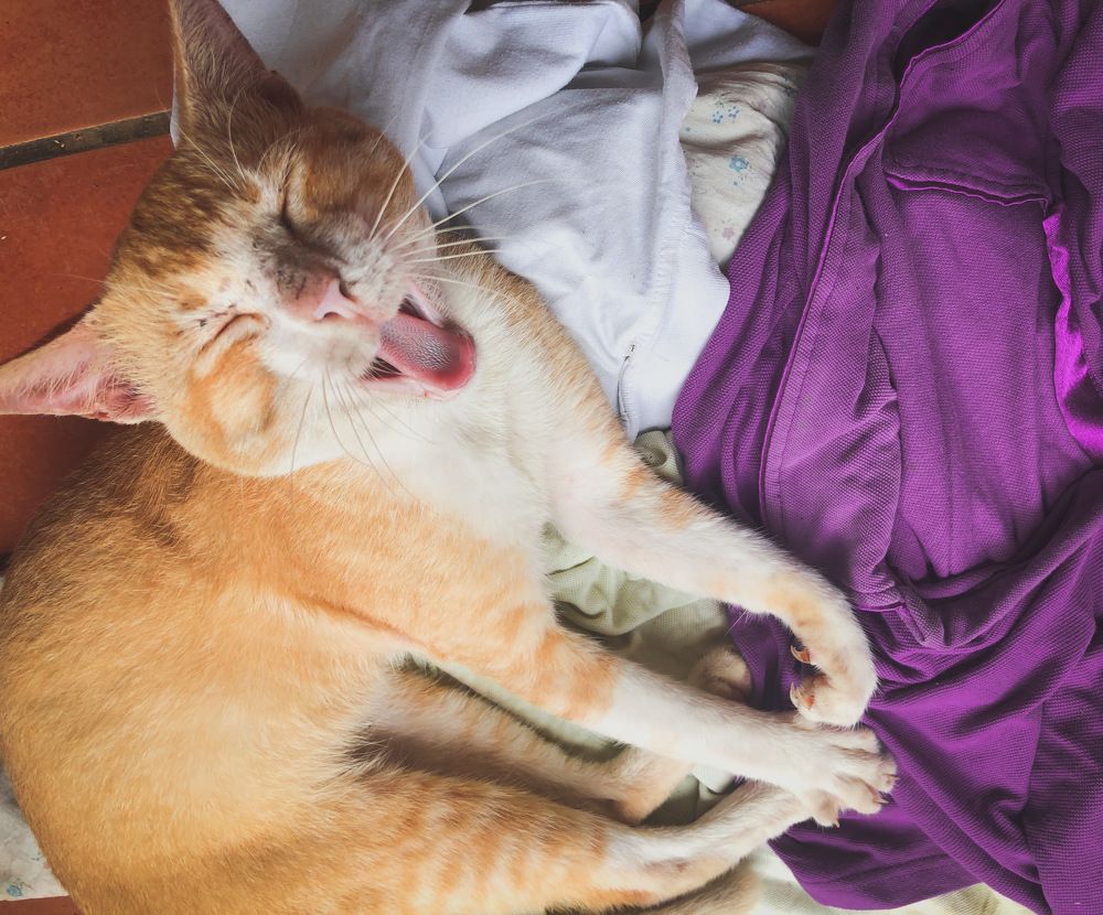 Фотография автора Sachini Sarathchandra