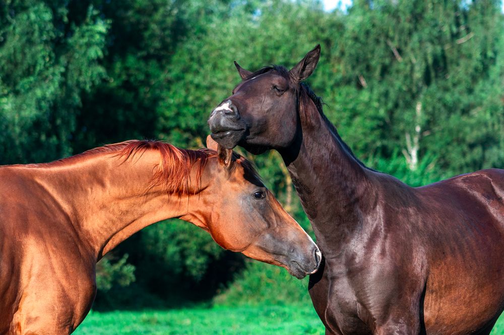 Photograph by Aurency Cremello