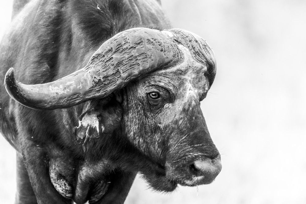 Фотография автора Ricardo Ferreira