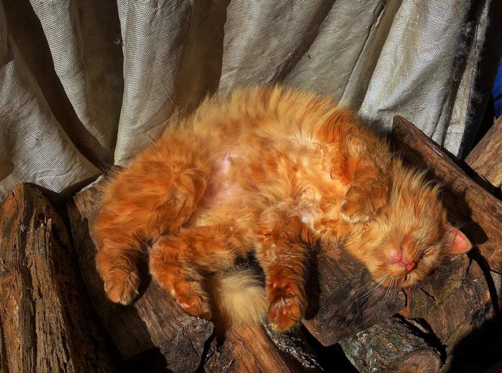 Photograph by Николай Шумилов