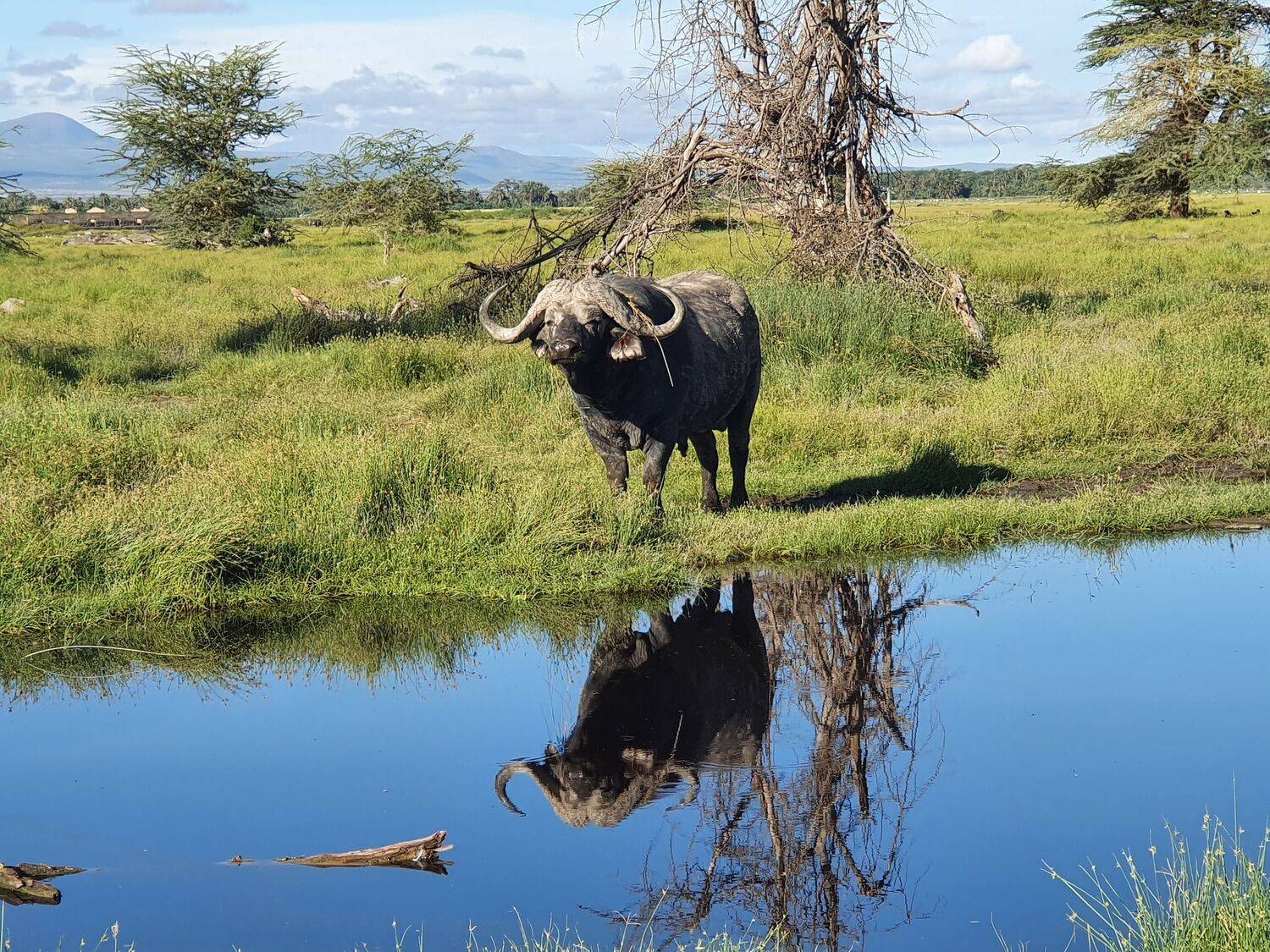 Cape buffalo