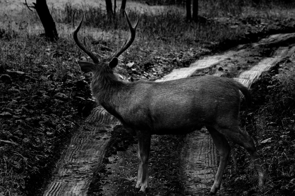 Photograph by Nabarun Majumdar