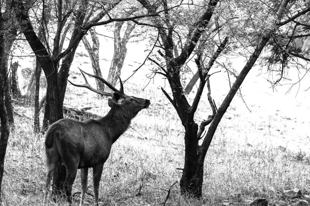Photograph by Nabarun Majumdar