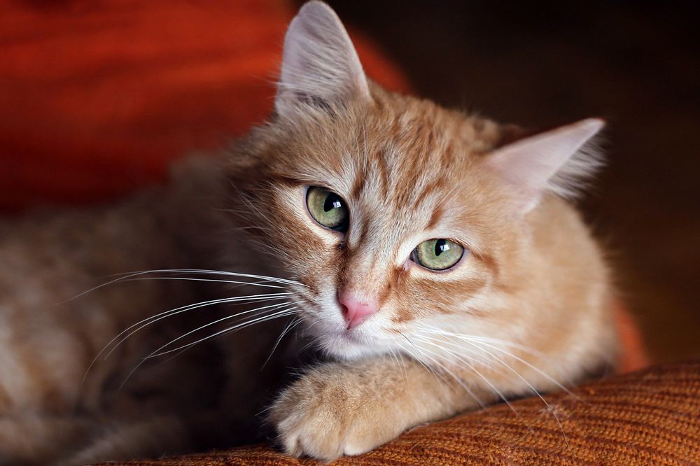 Семен Семеныч.