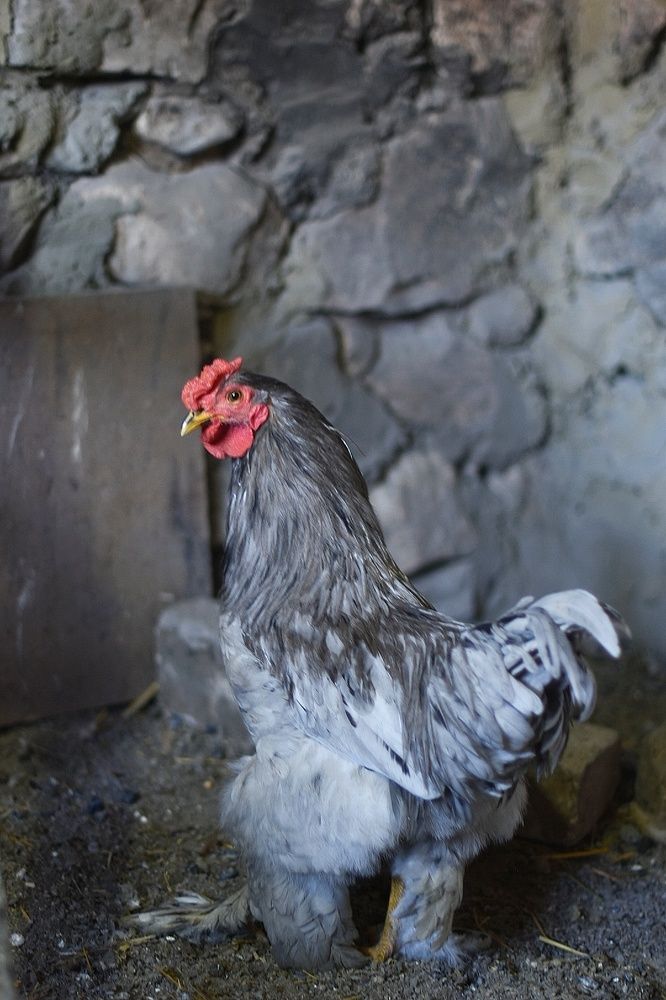 Деревенская курочка