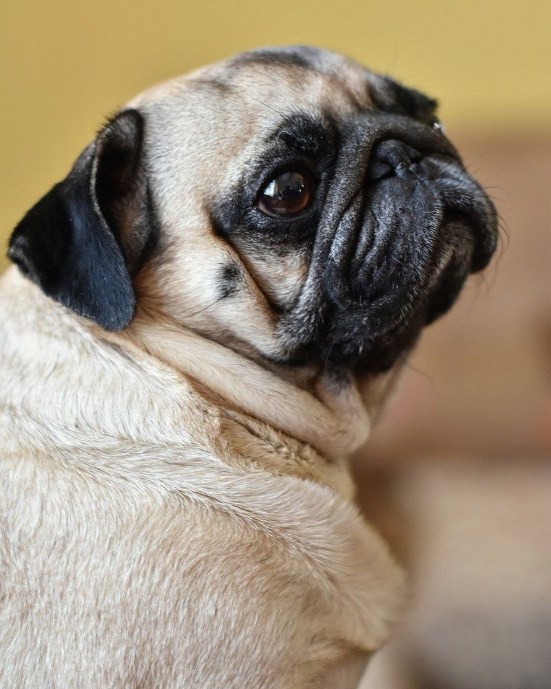 Красотка задумалась...