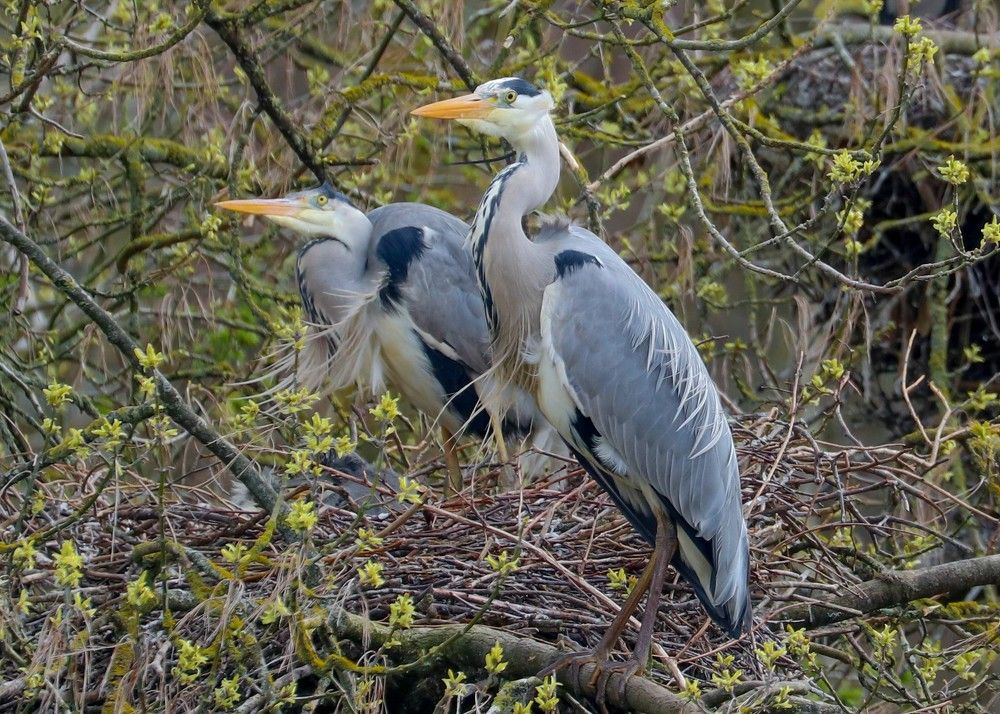 Photograph by Ambi Puvi