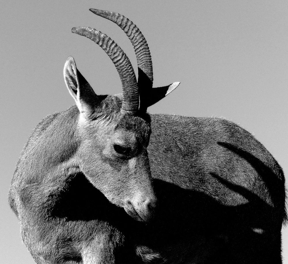 Photograph by Haim Berman