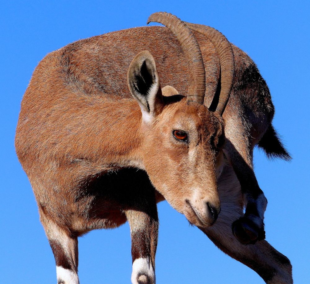 Photograph by Haim Berman