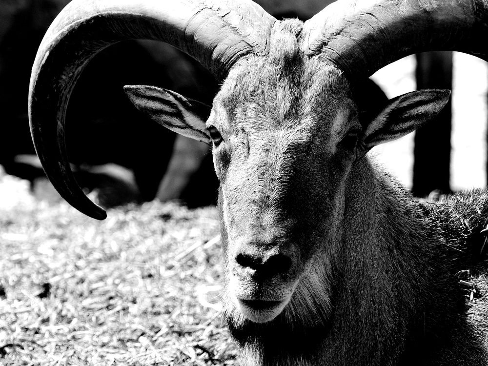 Photograph by Haim Berman